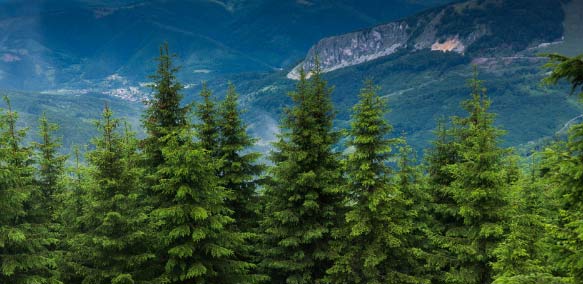 3-Prevalent-Trends-That-Will-Impact-Your-Evergreen-IT-Management-Strategy-In-2021-Beyond-1